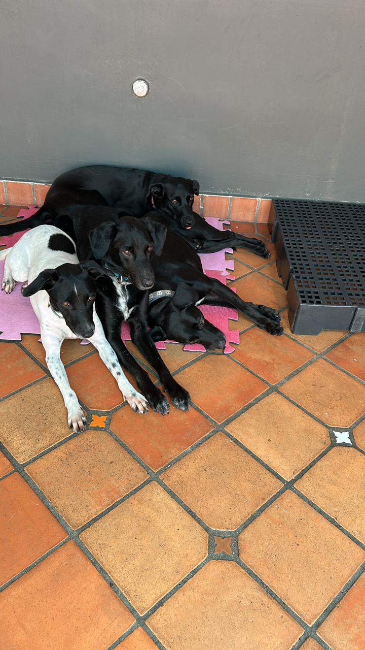 Galeria Imperio Alpha Dog 1