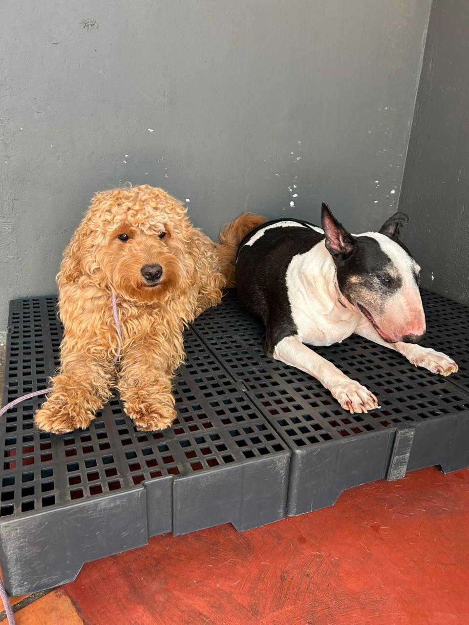 Galeria Imperio Alpha Dog 10