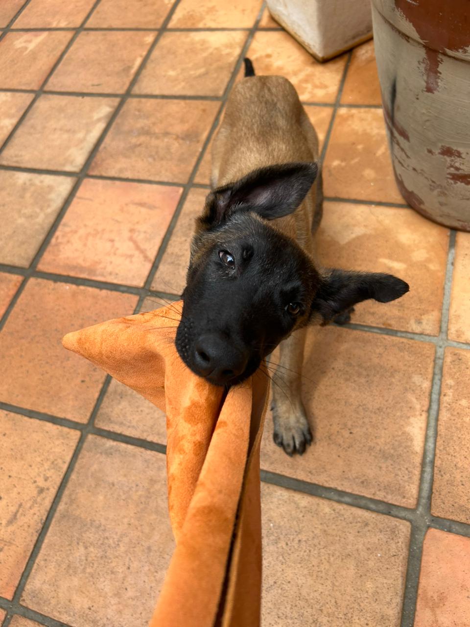 Galeria Imperio Alpha Dog 3