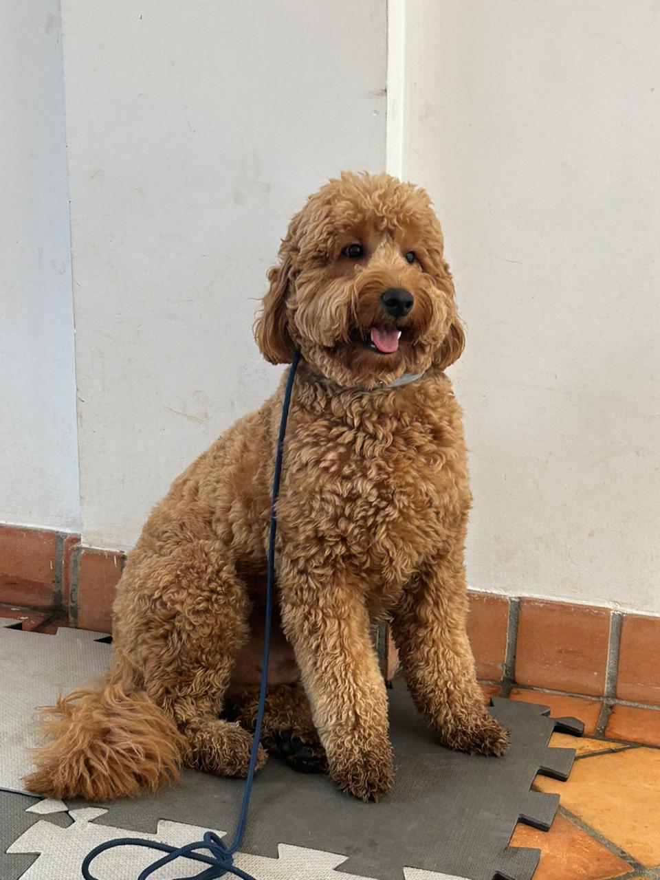 Galeria Imperio Alpha Dog 5