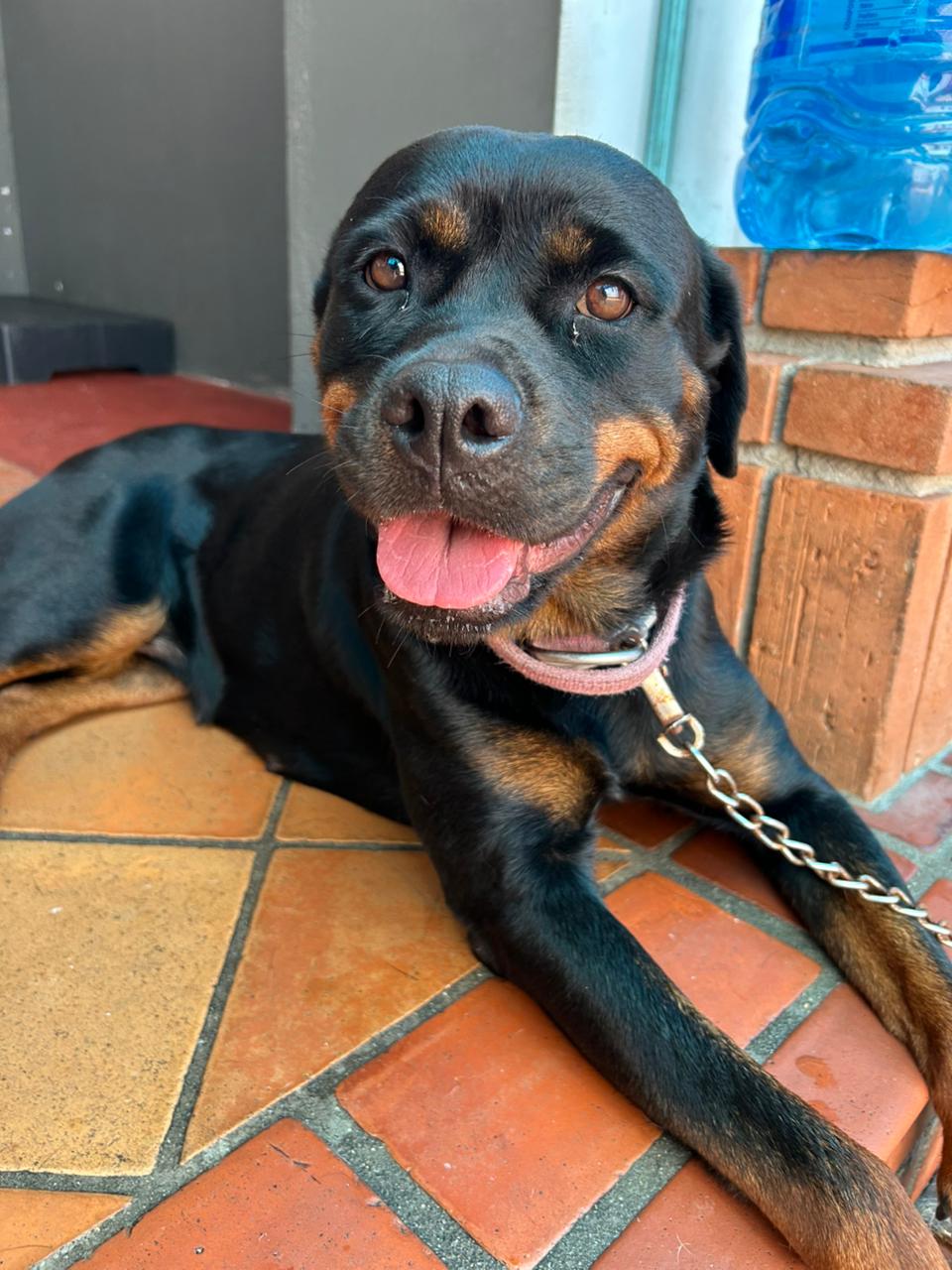 Galeria Imperio Alpha Dog 6