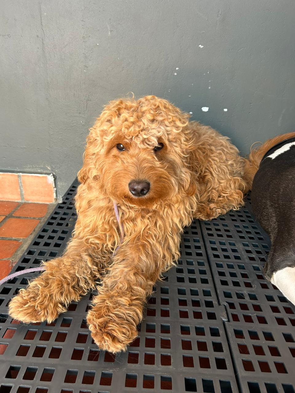 Galeria Imperio Alpha Dog 7