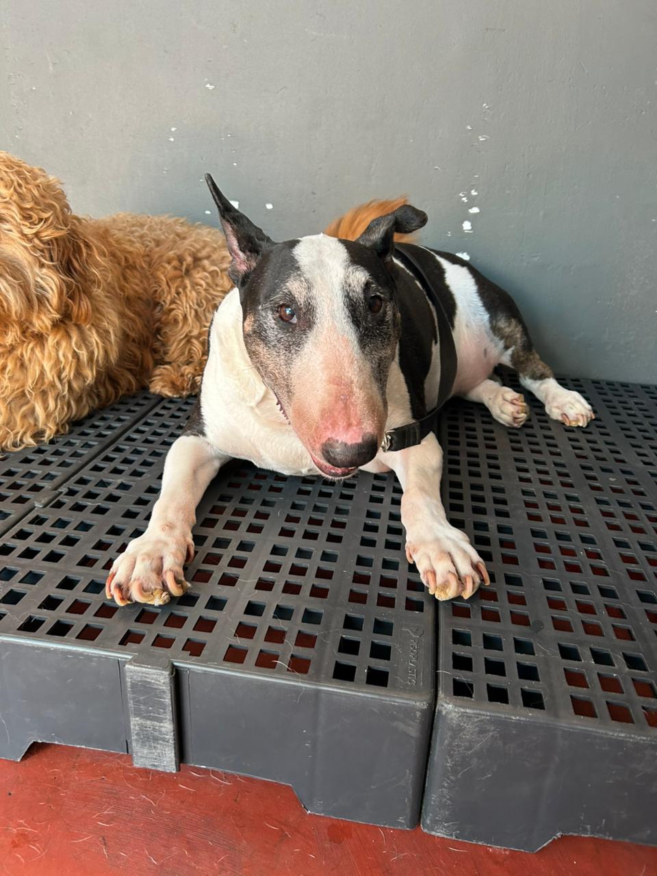 Galeria Imperio Alpha Dog 8