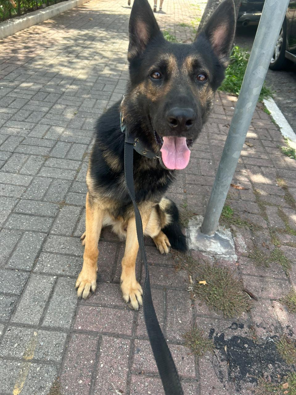 Galeria Imperio Alpha Dog 9